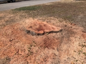 stump grinding