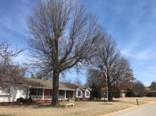 tree trimming