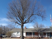 tree trimming