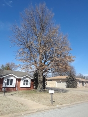 tree trimming