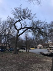 tree trimming 