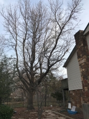 tree removal