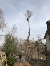 tree removal