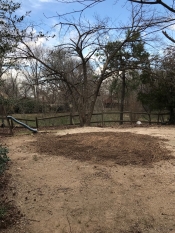 stump grinding