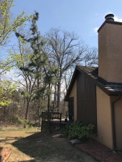 Tulsa tree removal dead hickory hanging over house removed