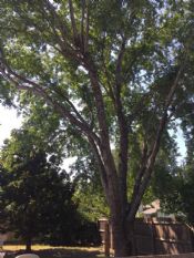 Tulsa Maple Tree Removal