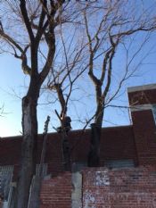 Downtown Tulsa Tree Removal