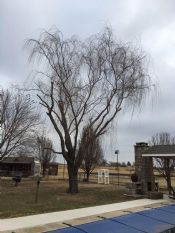 Tulsa Willow Tree Removal
