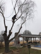 Tulsa Willow Tree Removal