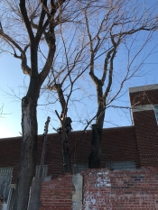 Tulsa Tree Removal before shot