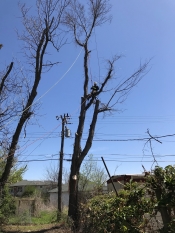 process of tree removal Tulsa that has a powering going right through the middle. 