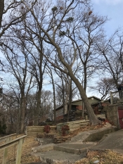 Elm Tree Removal Before. Tree Leaning Dangerously Over the yard.