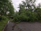 Storm Damage Tree Work