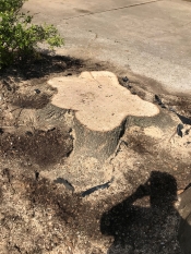 Large stump grinding job in Tulsa was included in this tree removal.