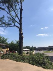 oak tree removal