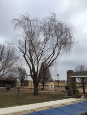 One Hour Tree Removal Before Shot Outside of Tulsa