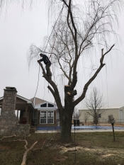 One Hour Tree Removal During Shot Outside of Tulsa