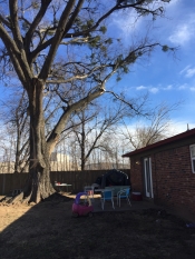 Before stump removal pic showing a large tree in the backyard.