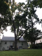 Sweet Gum Tree Removal