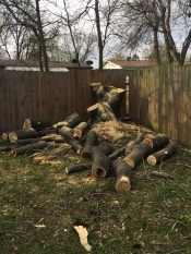 Tulsa Tree Removal