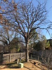 tree removal