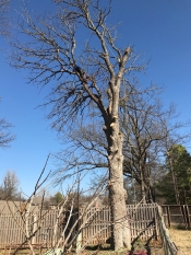 tree removal