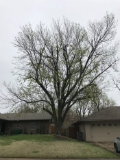 Tulsa Tree Service - Tree Trimming Mid Size Tree 