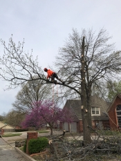 process of tree removal service in south Tulsa.