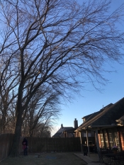 Tree Removal After - Tulsa - Broken Arrow