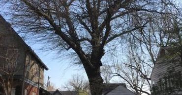 hazardous_tree