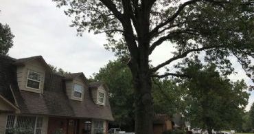 tulsa tree trimming