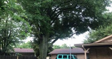 large oak removal