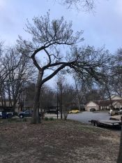 tree removal