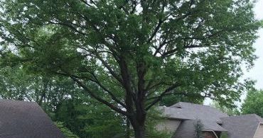 tree_trimming