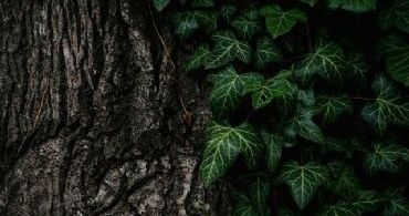 tree maintenance