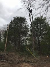 tulsa tree removal