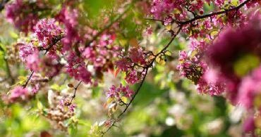 tulsa tree services