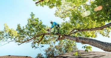 tulsa tree removal