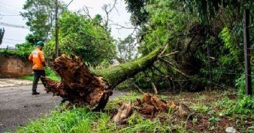 tulsa tree removal