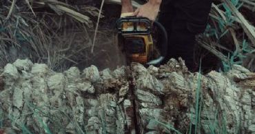 tulsa tree removal