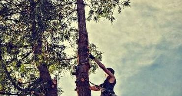 tulsa tree removal