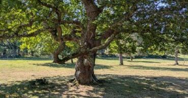 tulsa tree removal