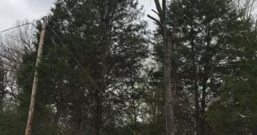 tulsa tree removal