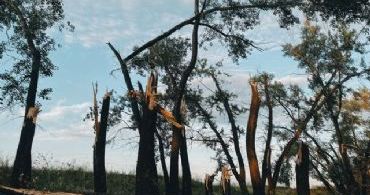 tulsa tree removal