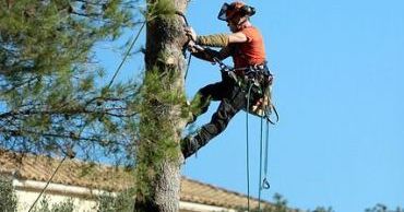 tulsa tree removal trimming
