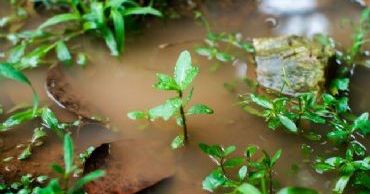 wet soil image