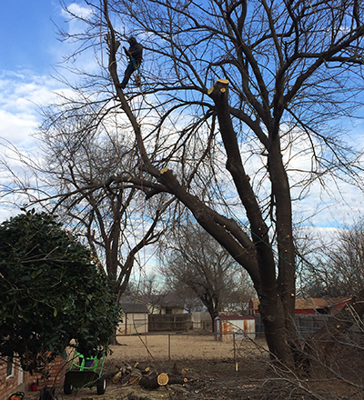 About our Tulsa tree cutting