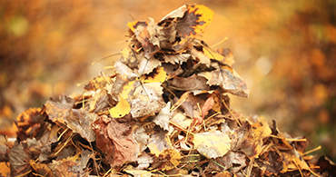 Tulsa Leaf Removal