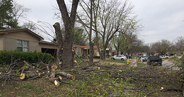 Tulsa Tree Trimming